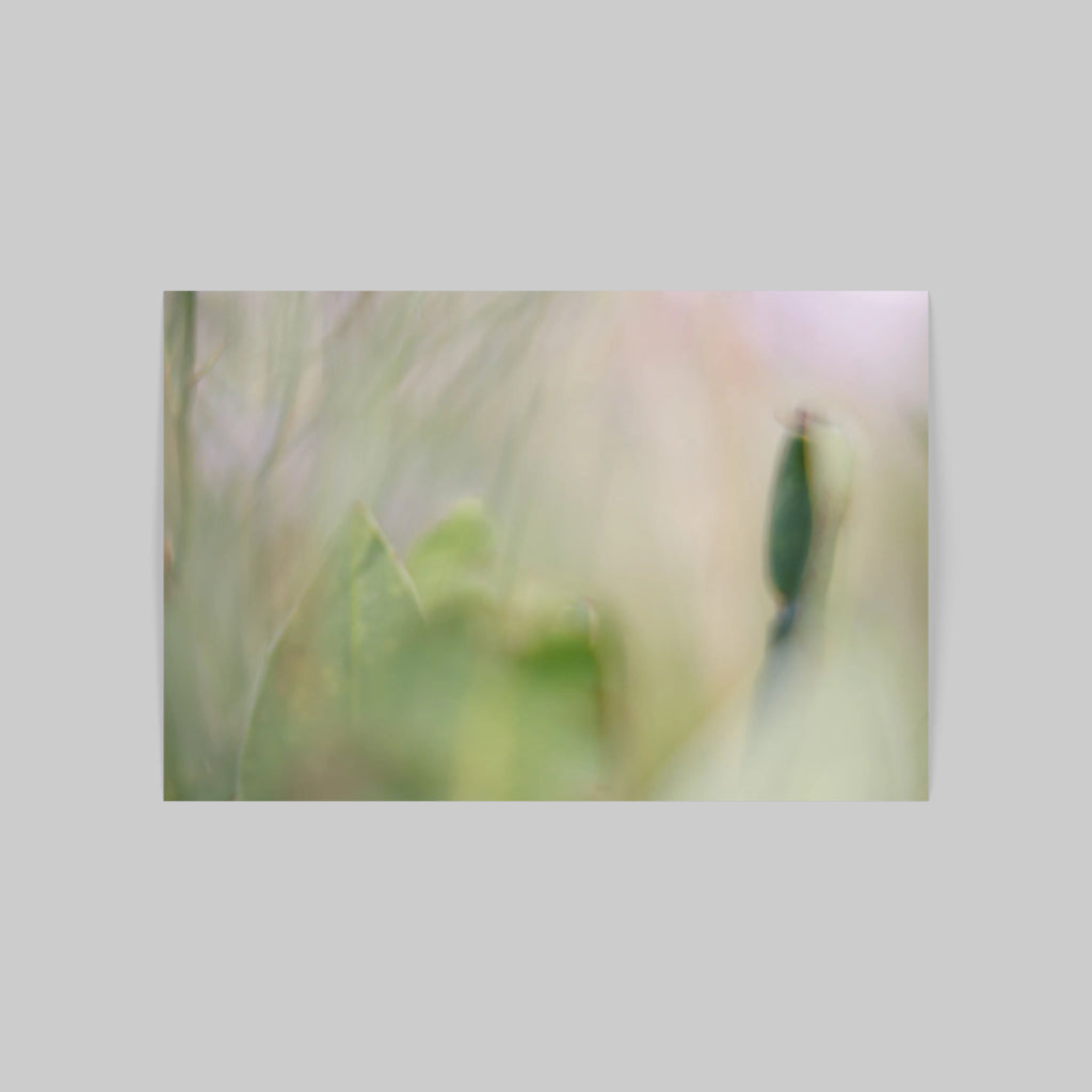 BLOSSOM 02