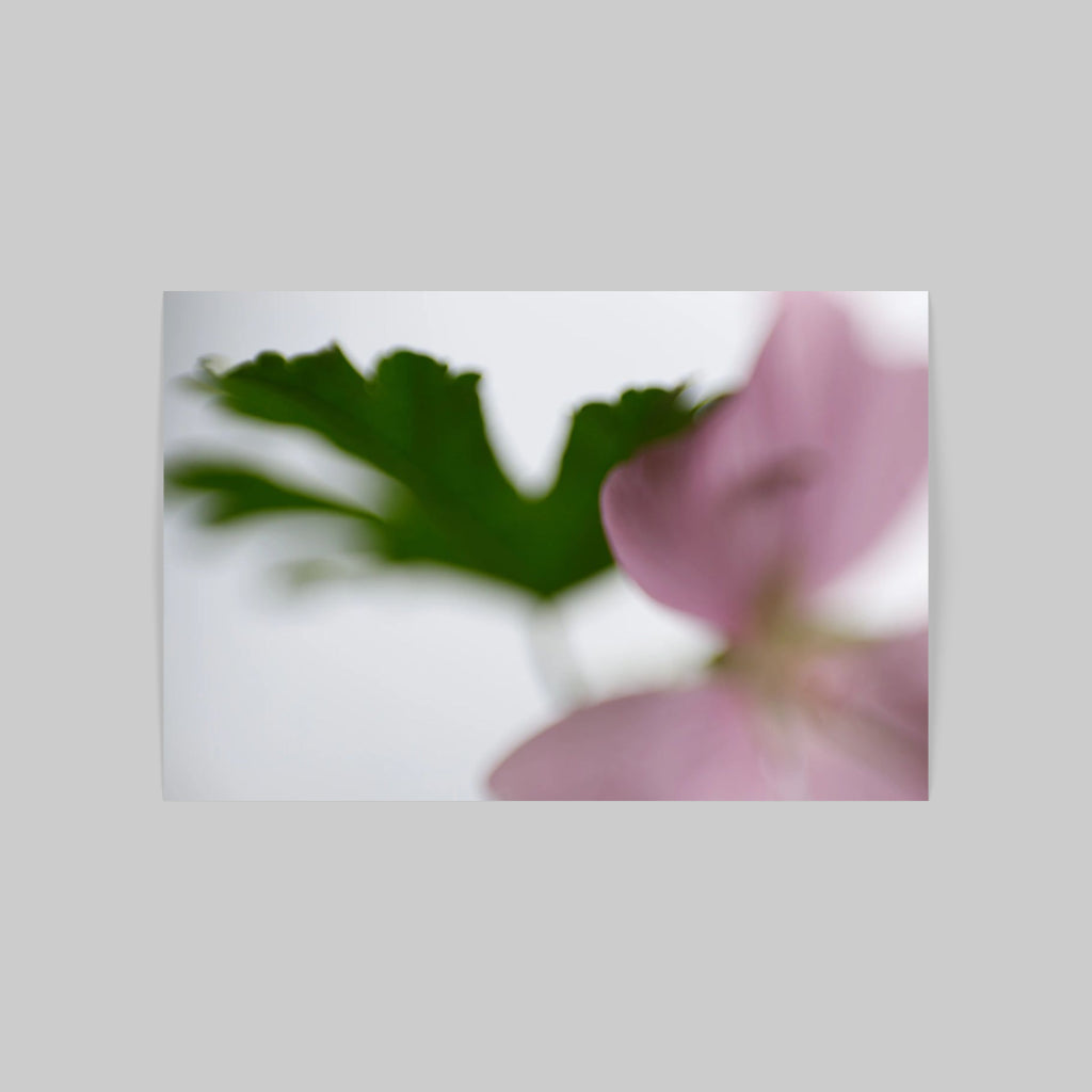 FLORALIA 04 (Duett)