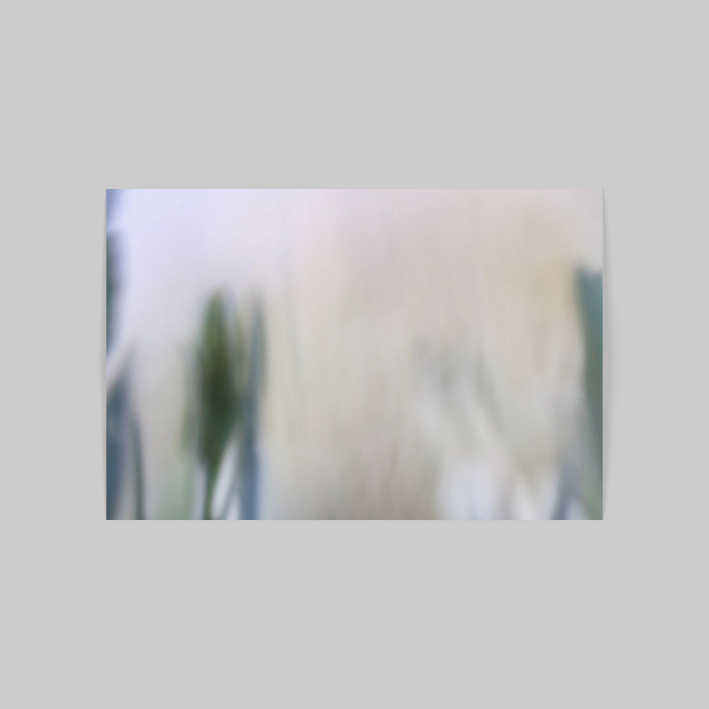 BLOSSOM 02