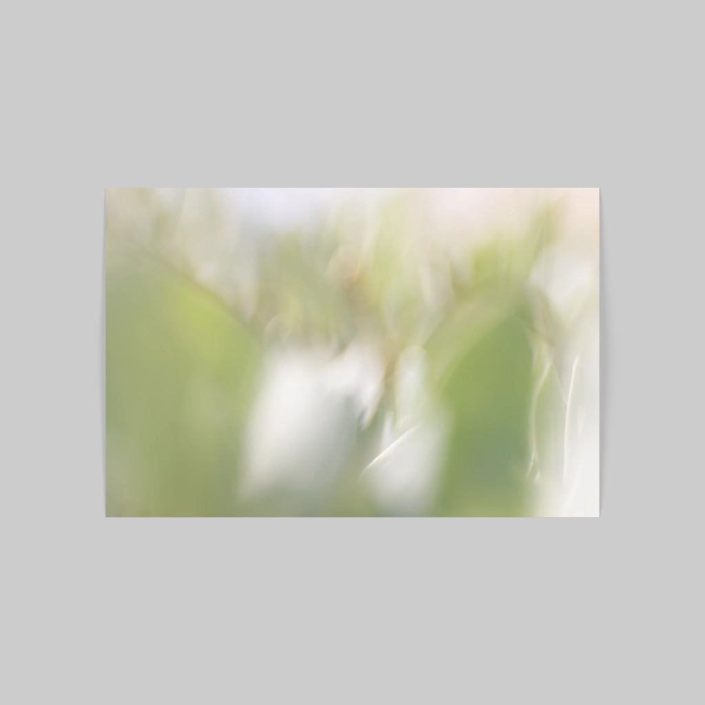 BLOSSOM 04