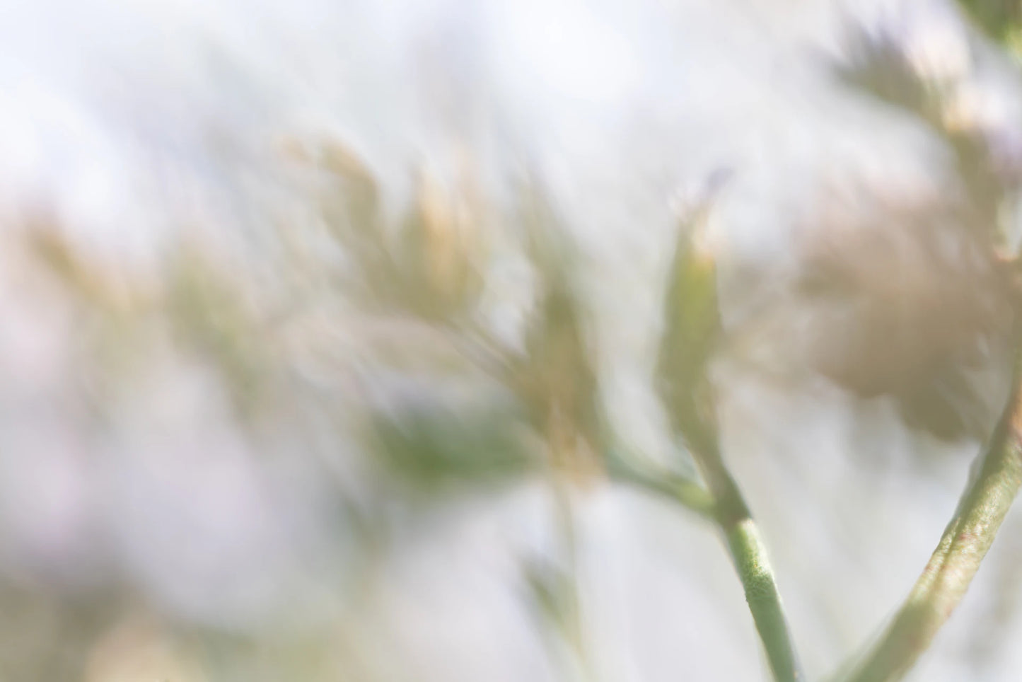 FLORALIA 02 (Triptichon / 3er Set)