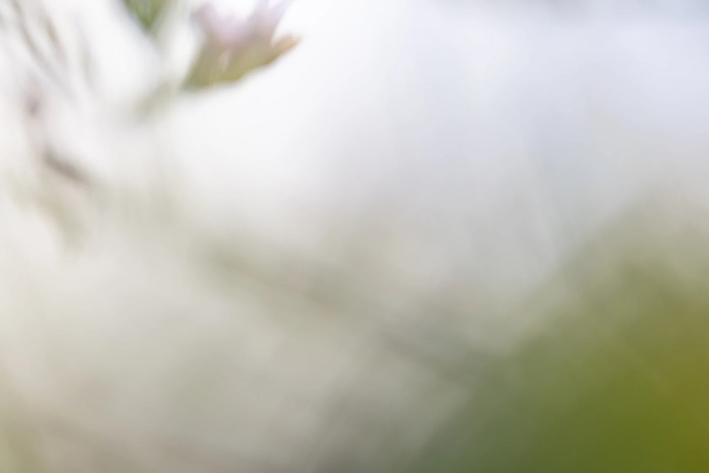 FLORALIA 03 (Triptichon / 3er Set)