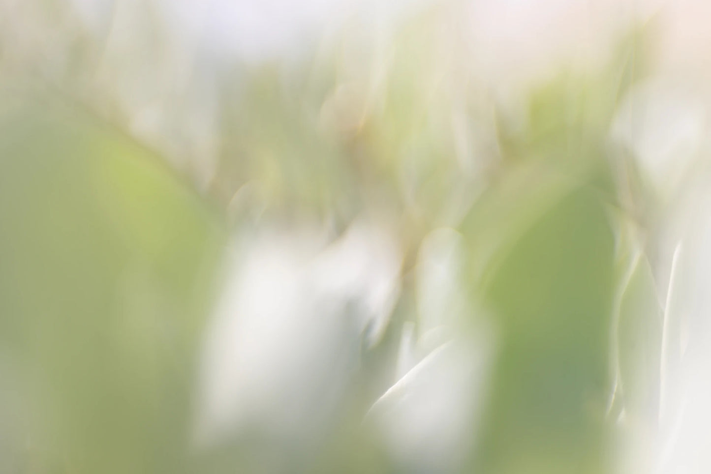 BLOSSOM 04