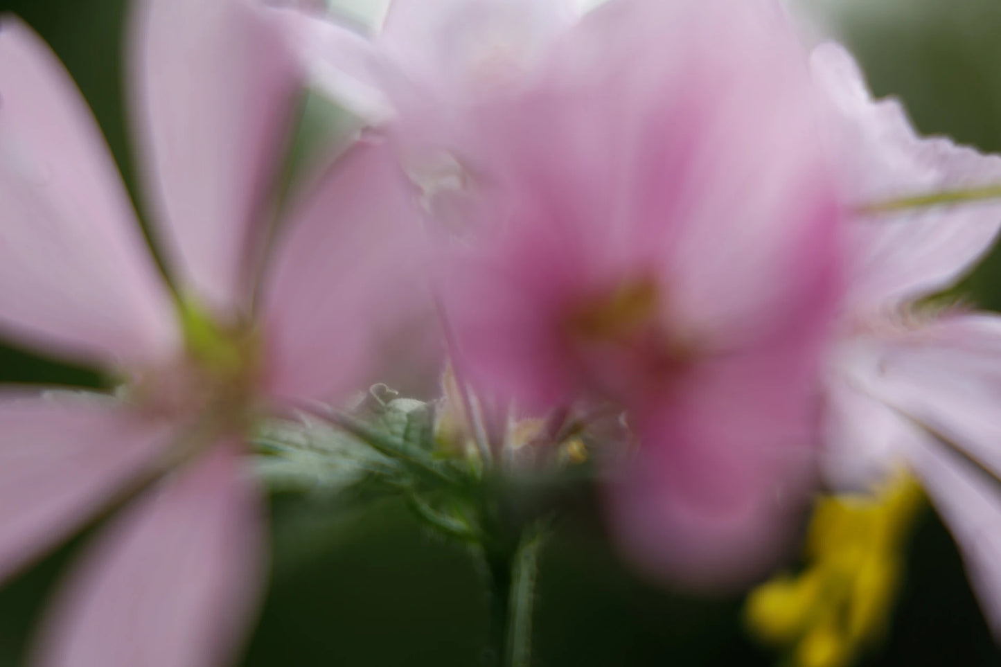 FLORALIA 05 (Duet)