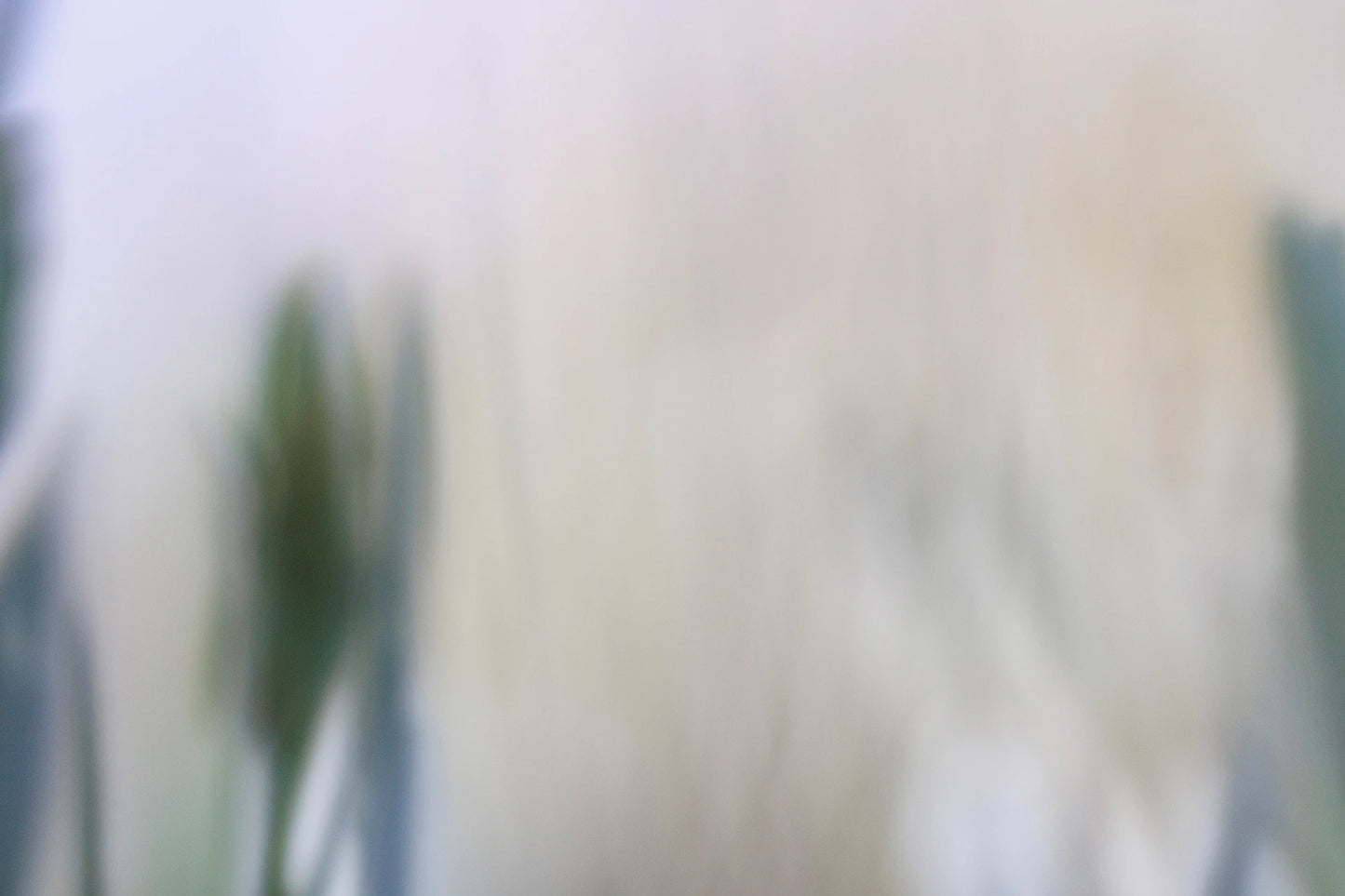 BLOSSOM 02