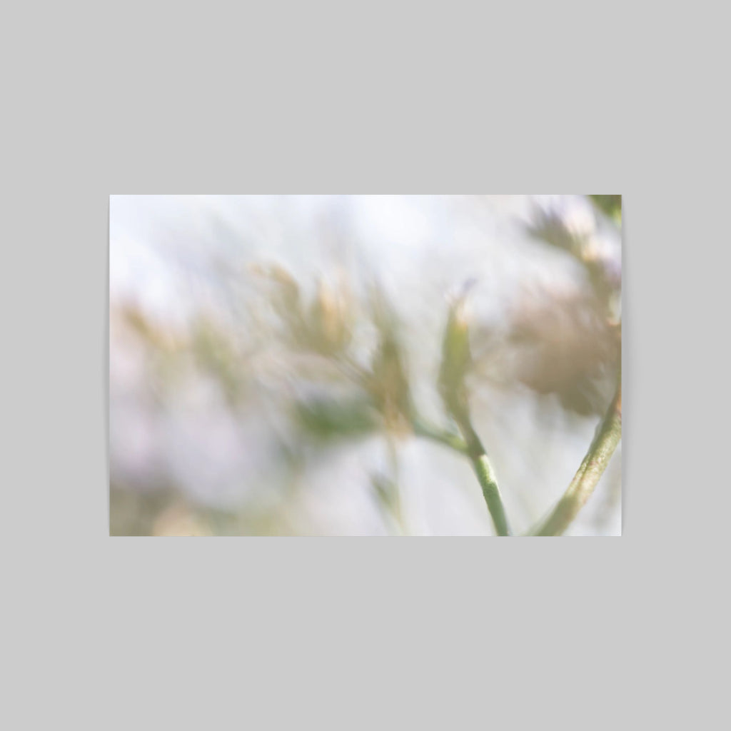FLORALIA 02 (Triptichon / 3er Set)