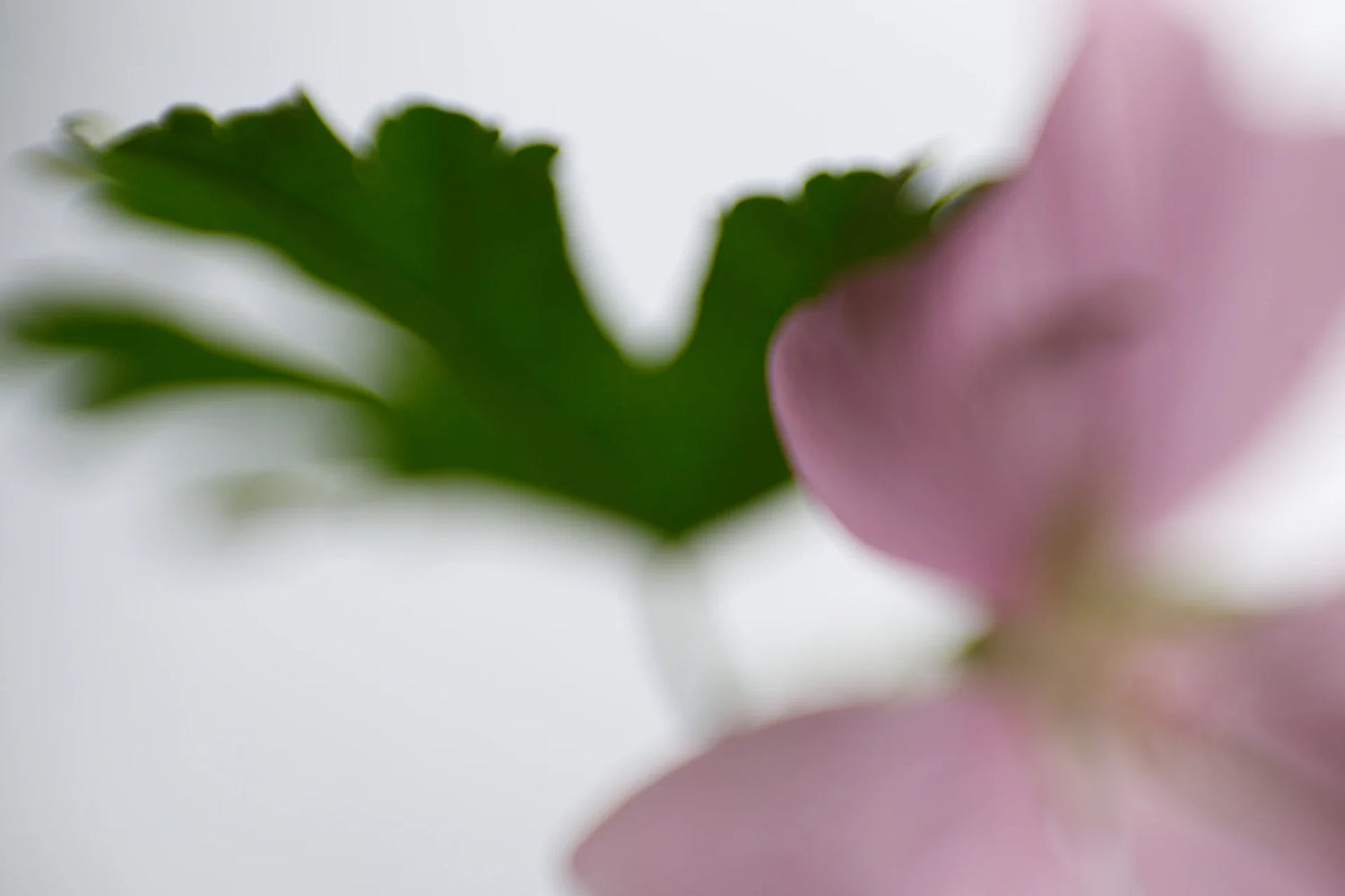 FLORALIA SERIE