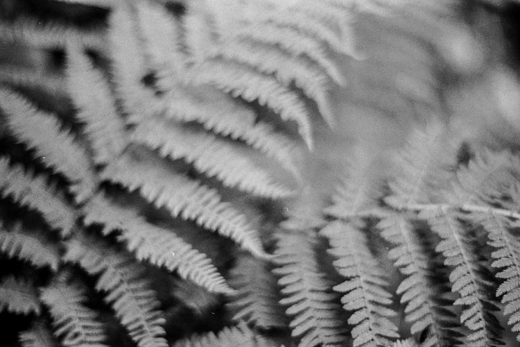 ANALOG